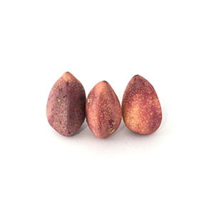 Fresh Pistachio